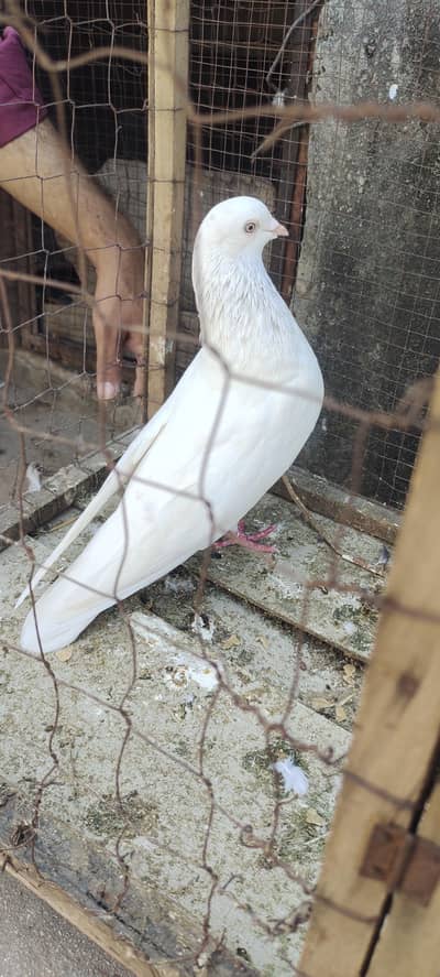 Pigeon