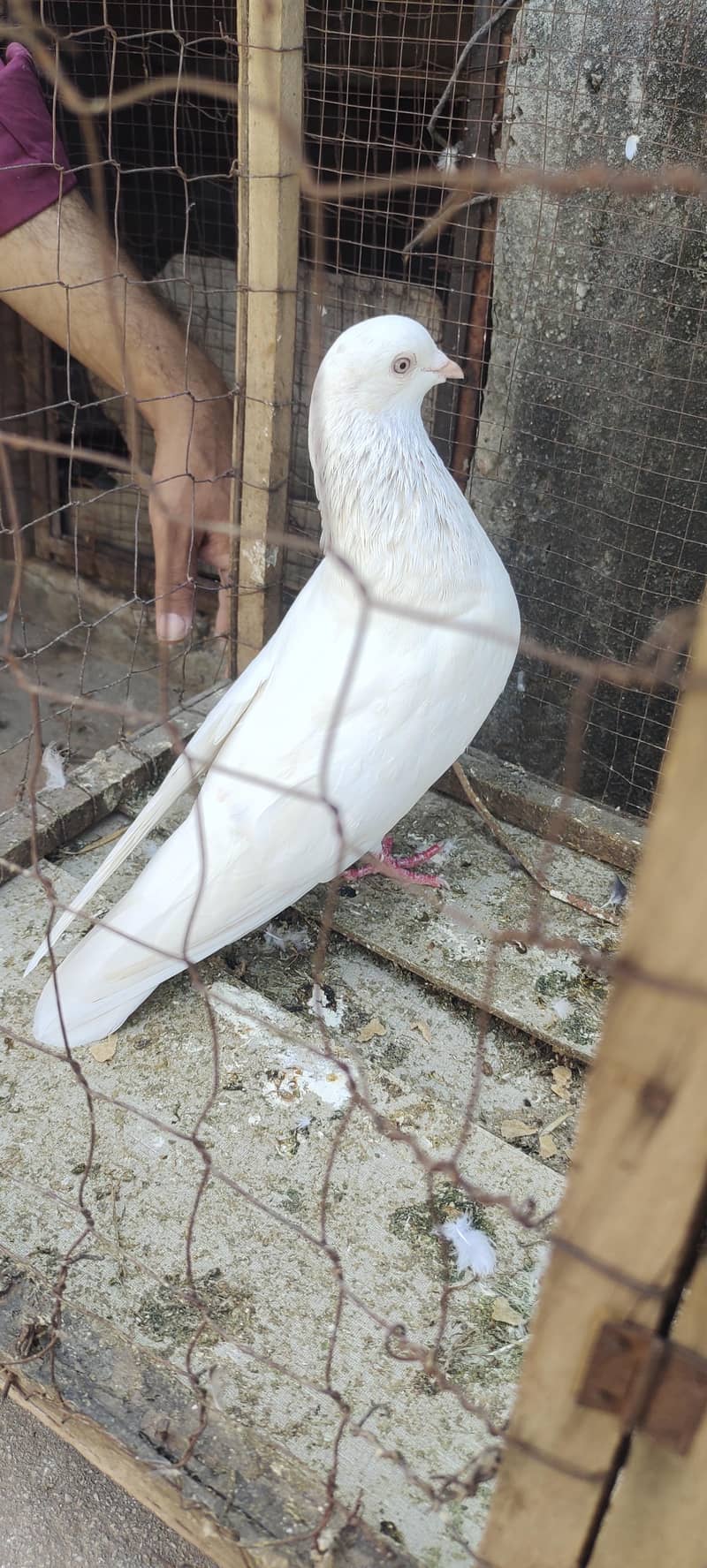 Pigeon 0