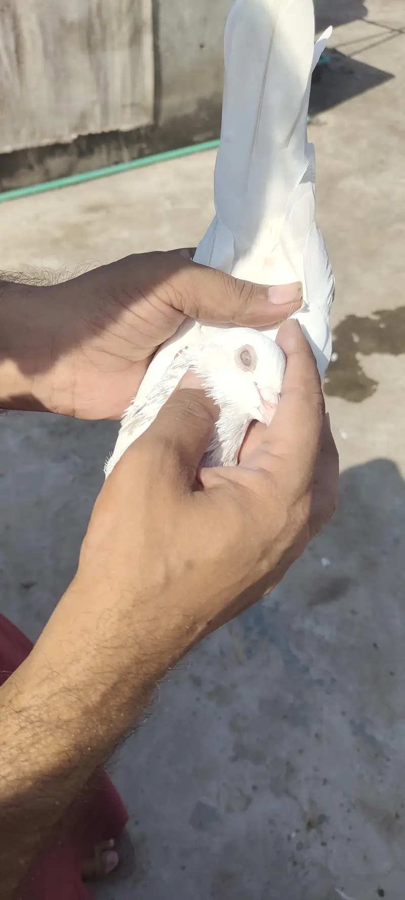 Pigeon — photo 2