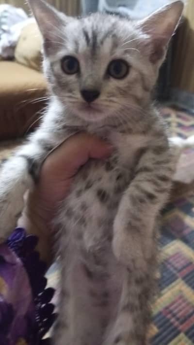 Persian cat kittens for sale 1month