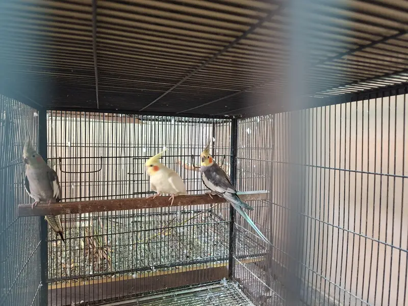 exhibition cocktail pair with one  1 year old chick — photo 2