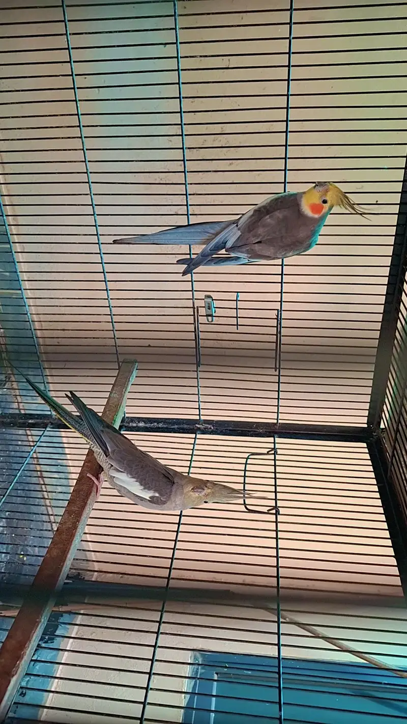 exhibition cocktail pair with one  1 year old chick — photo 3