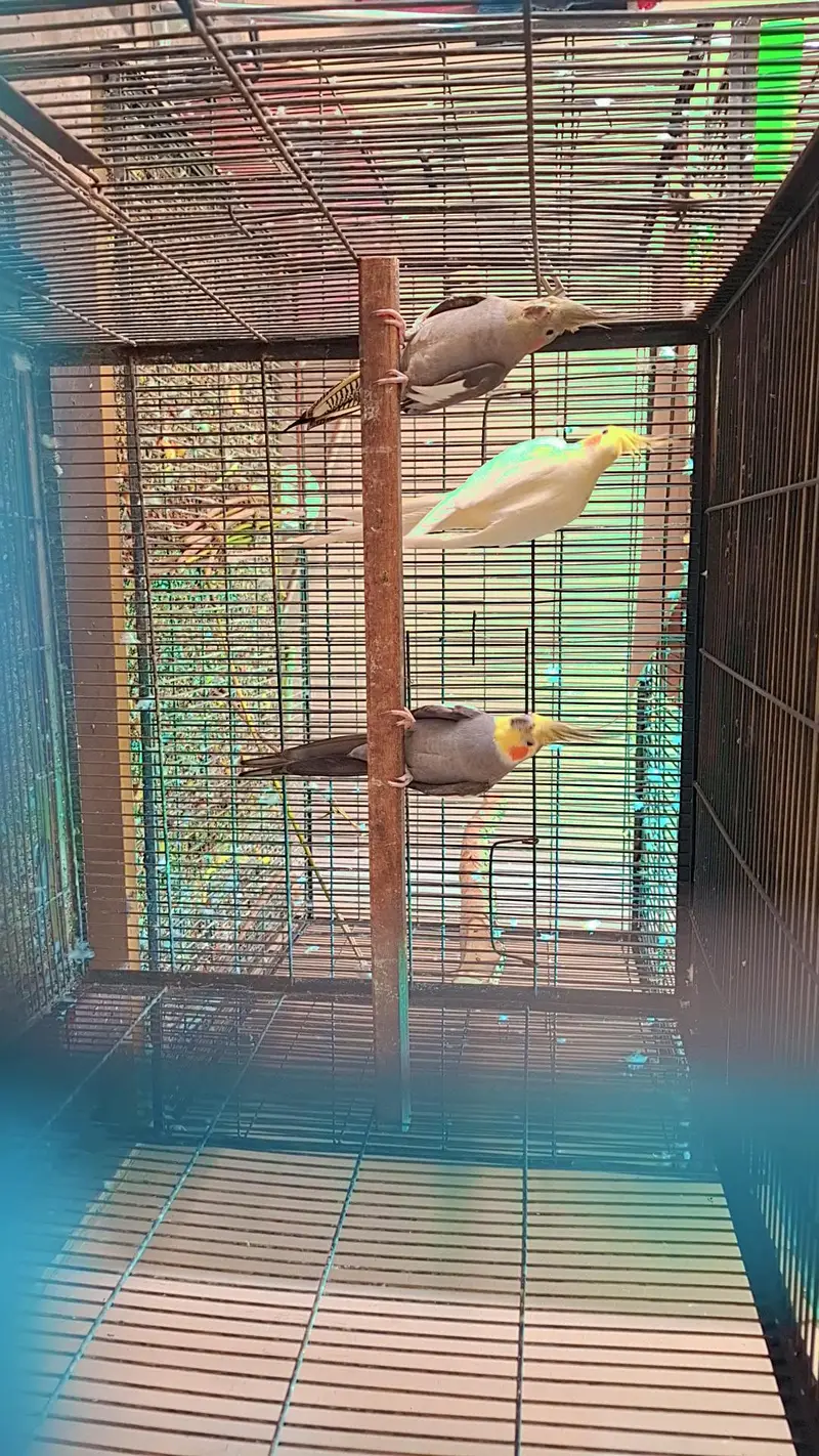 exhibition cocktail pair with one  1 year old chick — photo 4