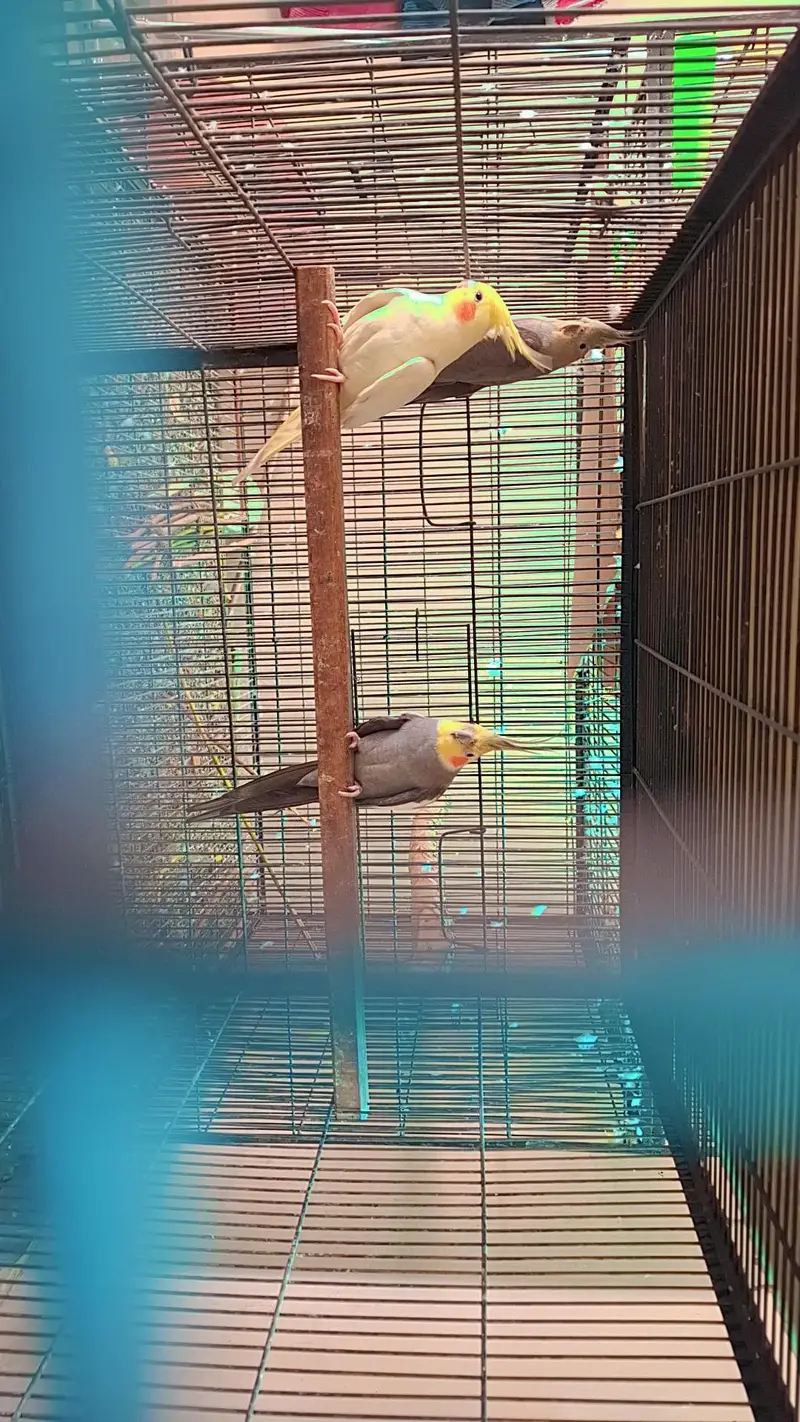 exhibition cocktail pair with one  1 year old chick — photo 5