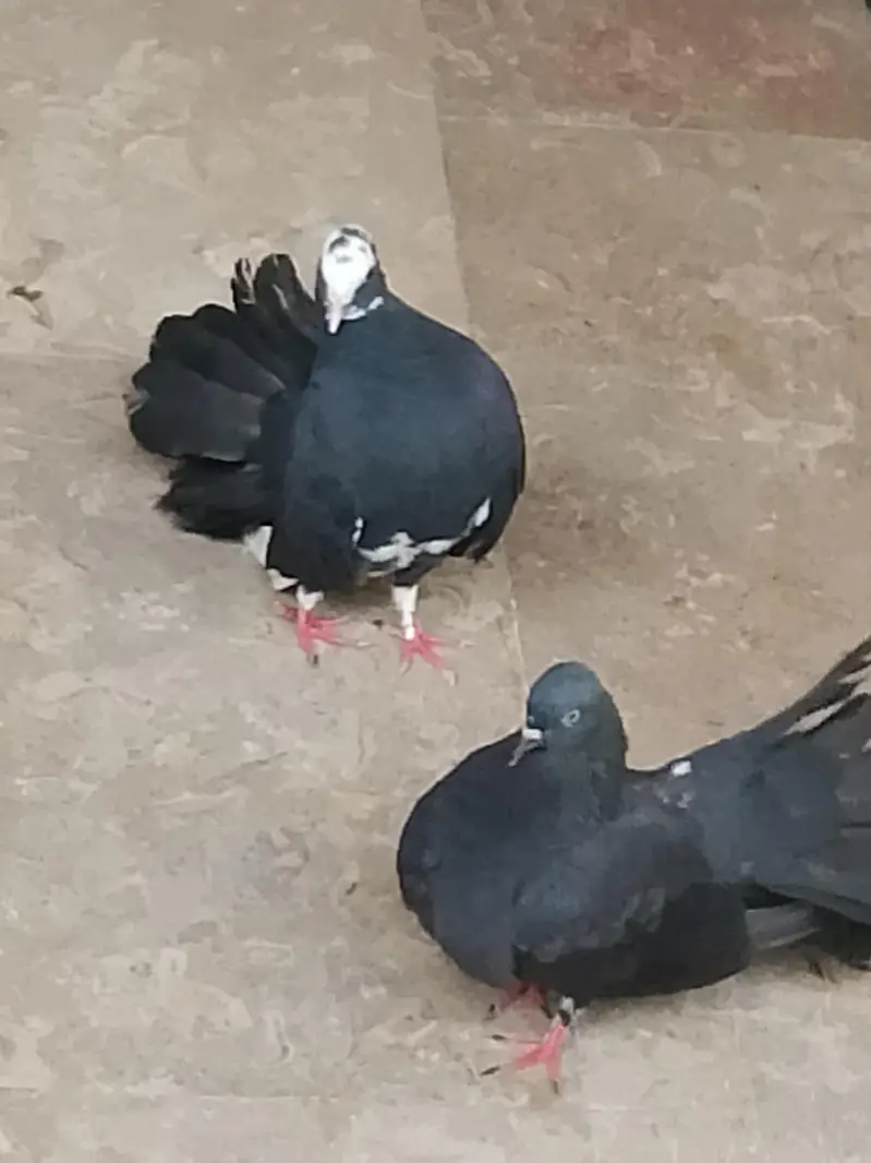 FANCY PEGION