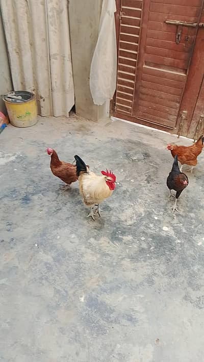 murgi or murgha