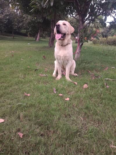 quilty la Ra male avilbal heavy bons short tail
