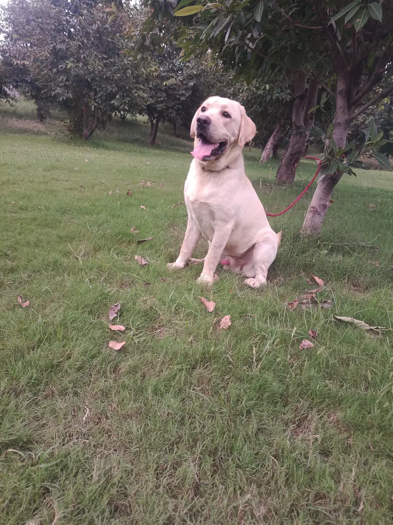 quilty la Ra male avilbal heavy bons short tail — photo 2