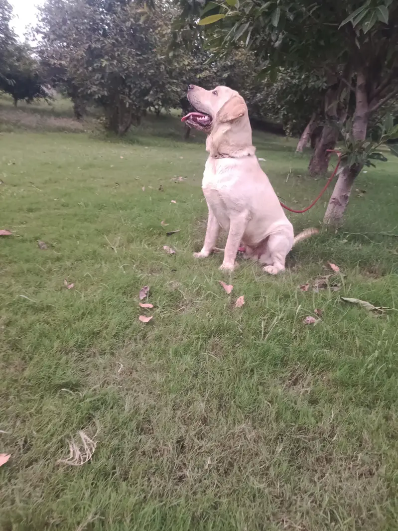 quilty la Ra male avilbal heavy bons short tail — photo 6