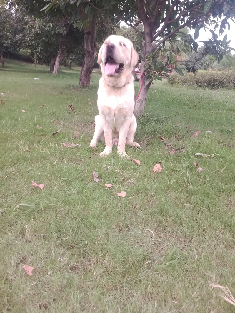quilty la Ra male avilbal heavy bons short tail — photo 7