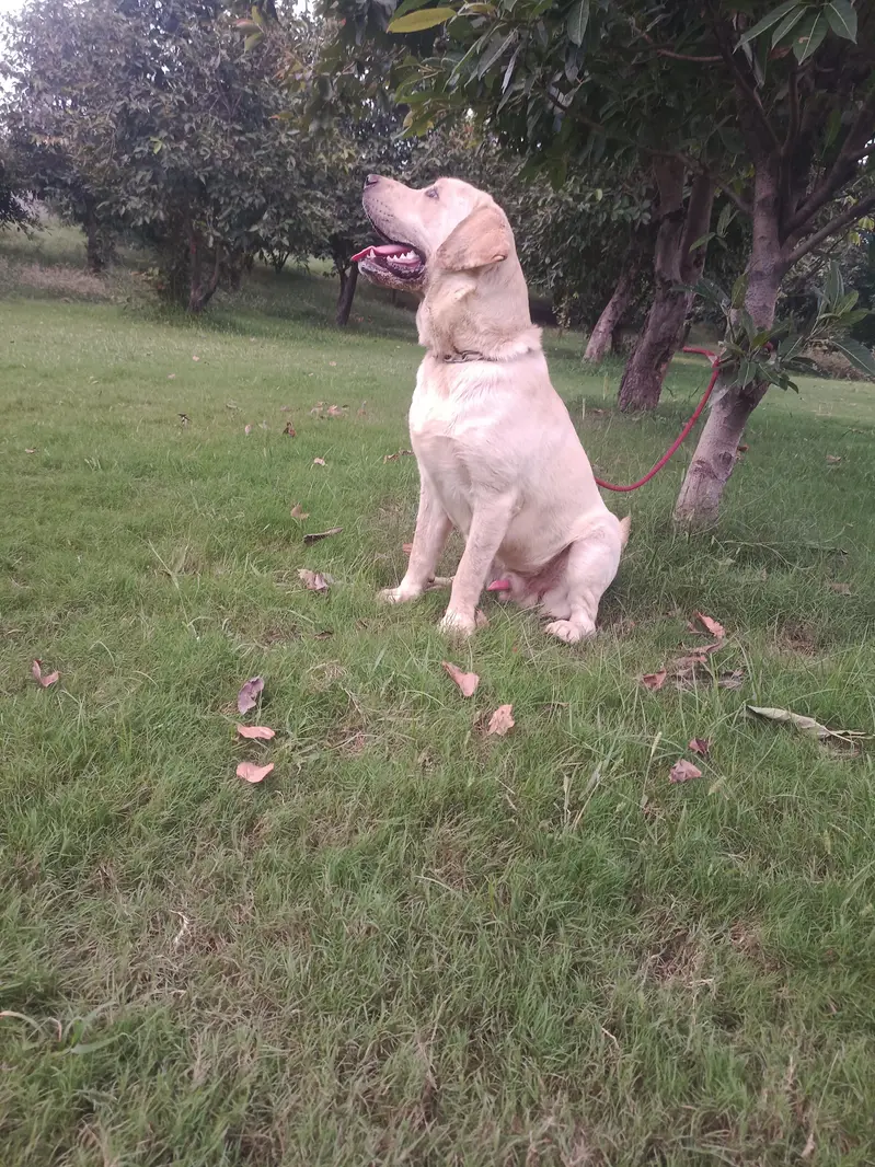 quilty la Ra male avilbal heavy bons short tail — photo 9