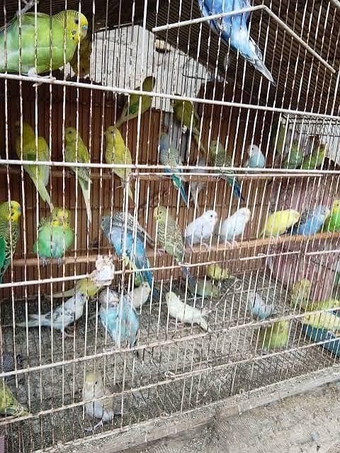 budgies 0