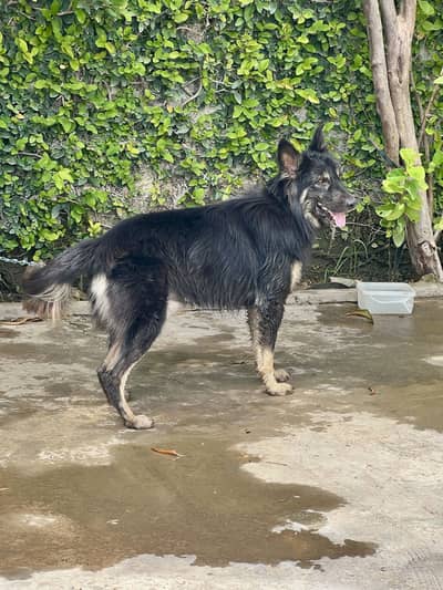 Black Shepherd Long coat