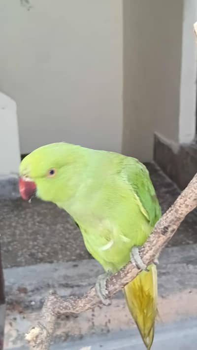 healthy and active Ringneck parrots pair (male and female)