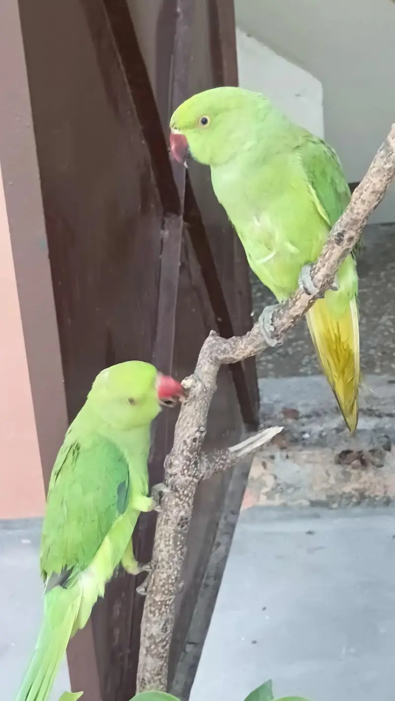 healthy and active Ringneck parrots pair (male and female) — photo 2