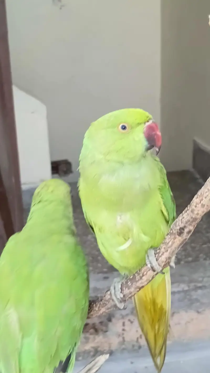 healthy and active Ringneck parrots pair (male and female) — photo 3