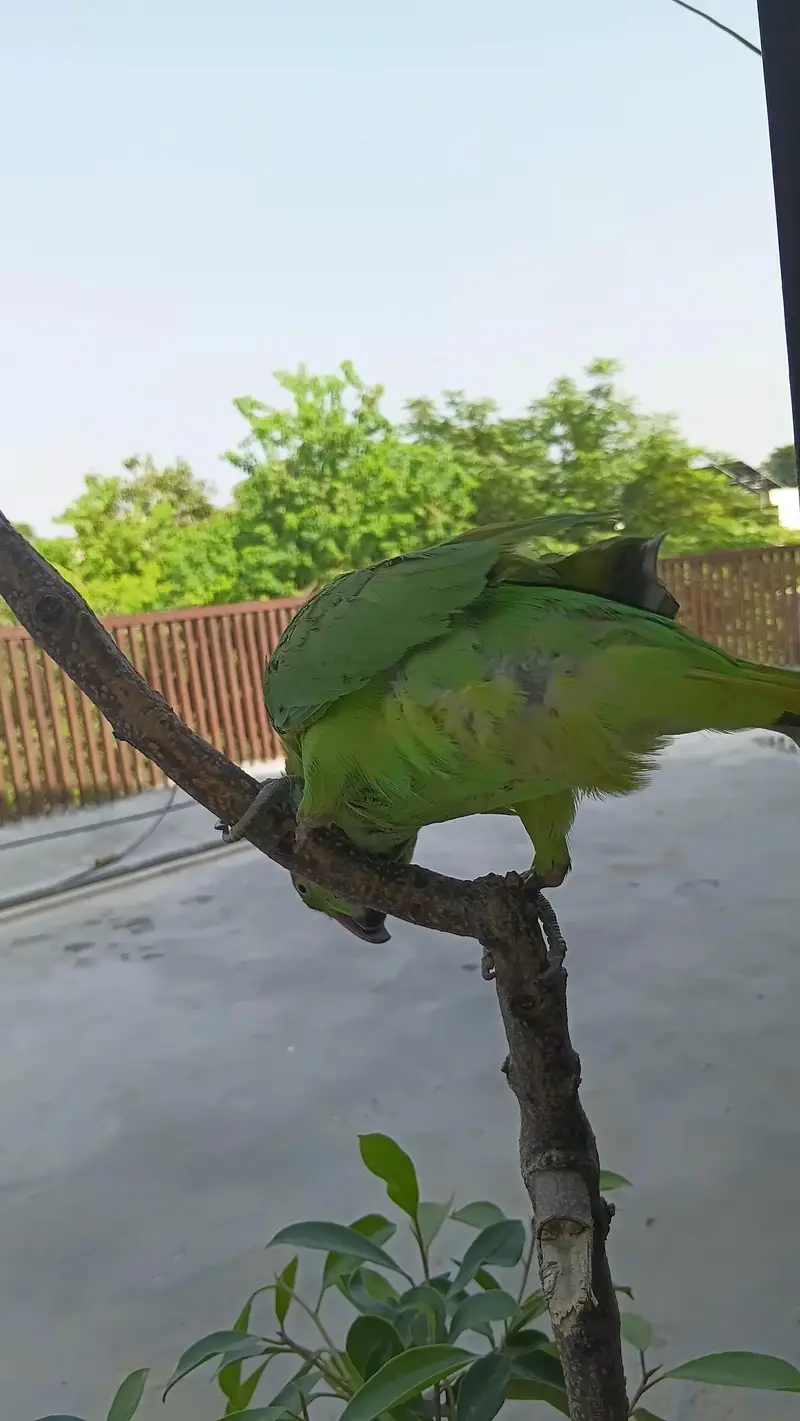 healthy and active Ringneck parrots pair (male and female) — photo 4