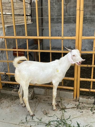 gulabi tapra bakra khassi
