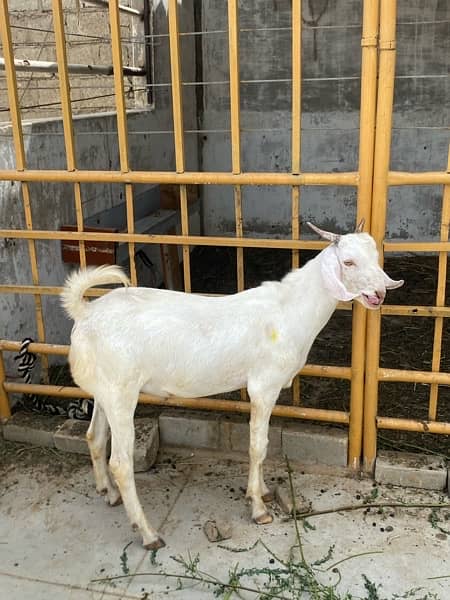 gulabi tapra bakra khassi 0