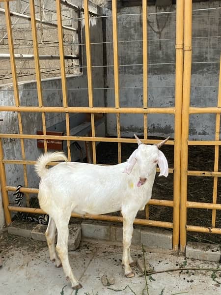 gulabi tapra bakra khassi 1