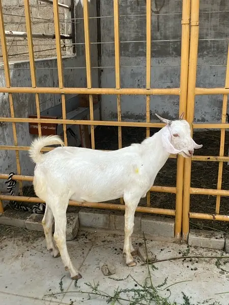 gulabi tapra bakra khassi — photo 3