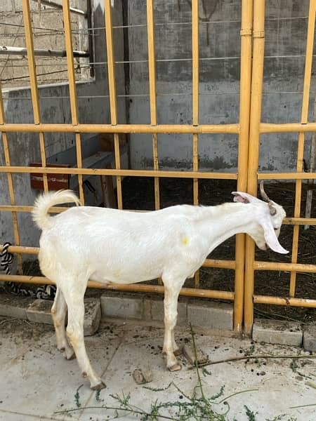 gulabi tapra bakra khassi 3