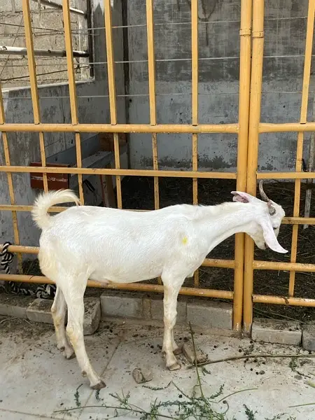 gulabi tapra bakra khassi — photo 4