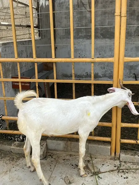 gulabi tapra bakra khassi — photo 5