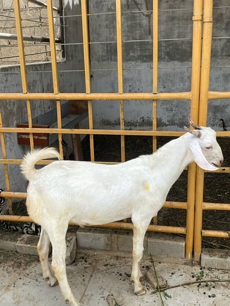 gulabi tapra bakra khassi 5