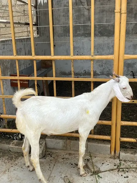 gulabi tapra bakra khassi — photo 6