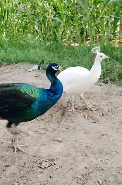 Mash Allah Breader pear peacock for sale