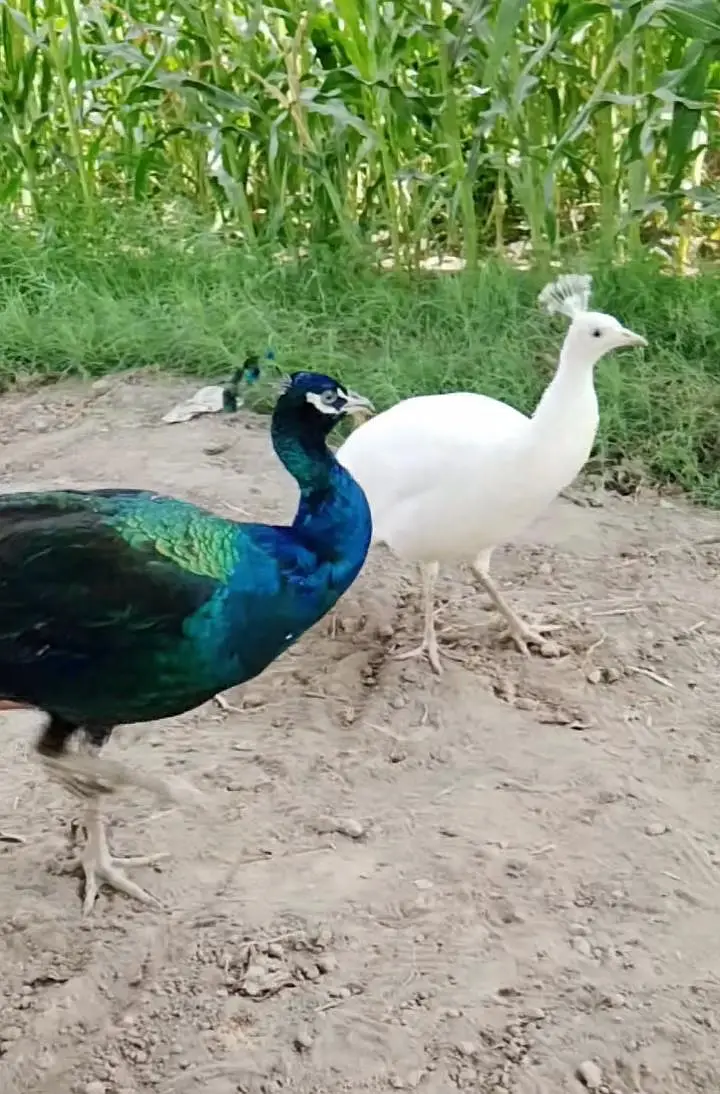 Mash Allah Breader pear peacock for sale