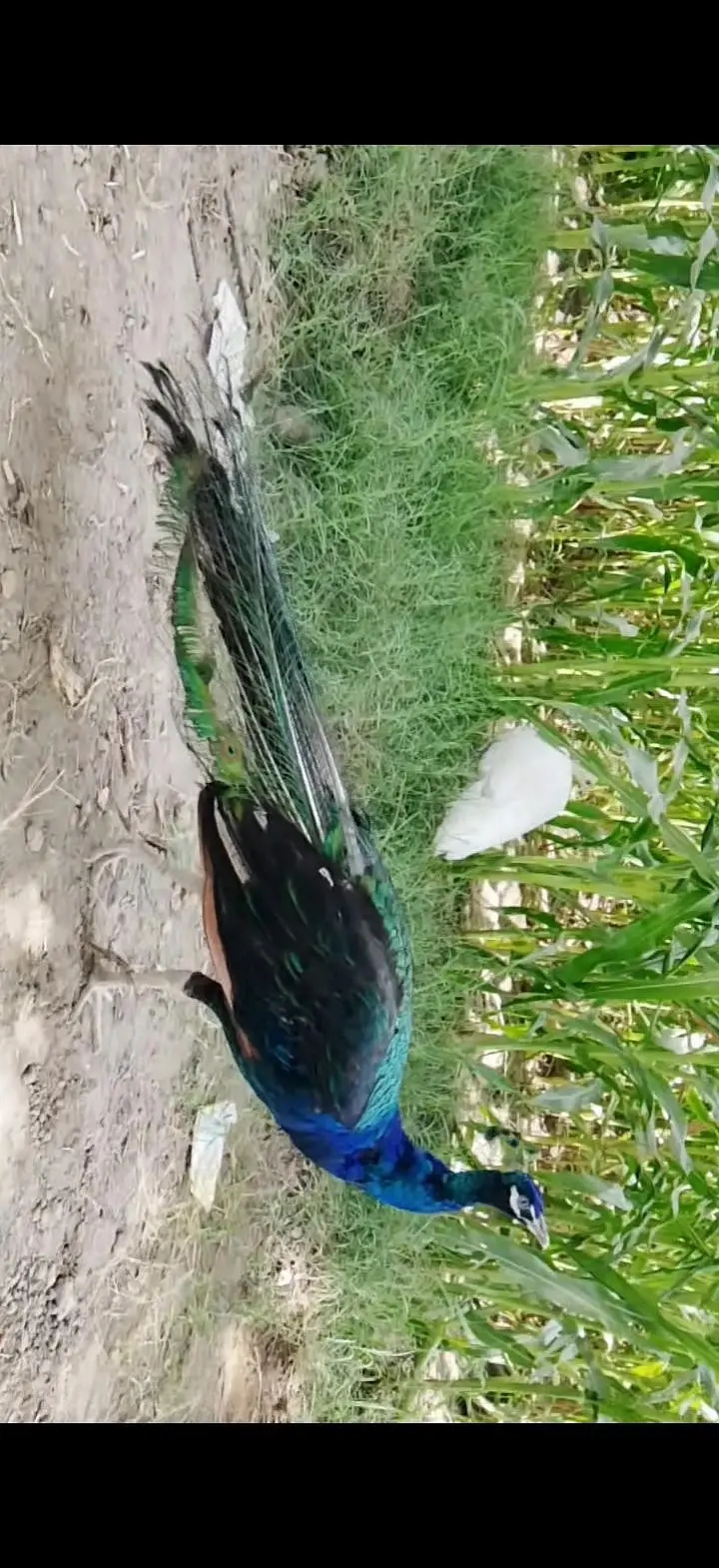 Mash Allah Breader pear peacock for sale — photo 2