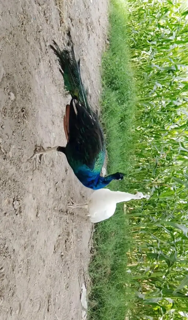 Mash Allah Breader pear peacock for sale — photo 3