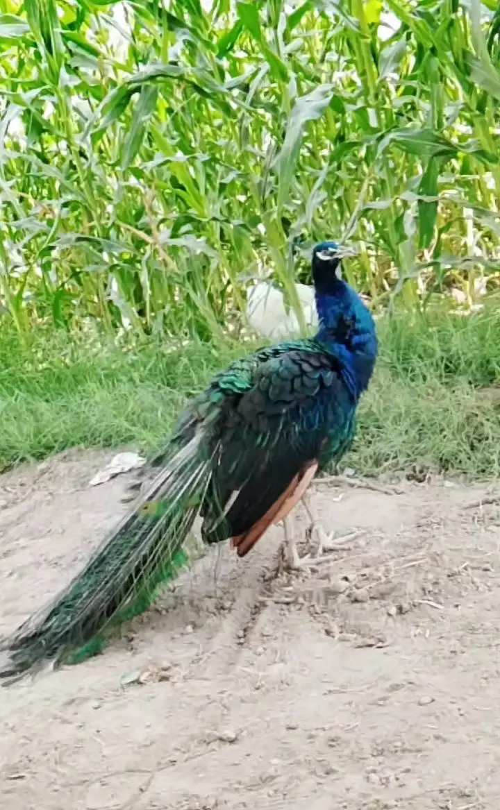 Mash Allah Breader pear peacock for sale — photo 4