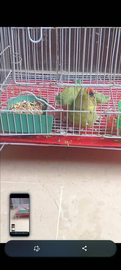 Green female for sell full talking ma ha