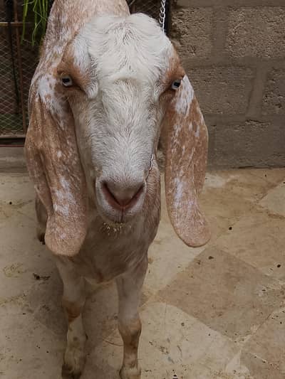Bakra 4 dant