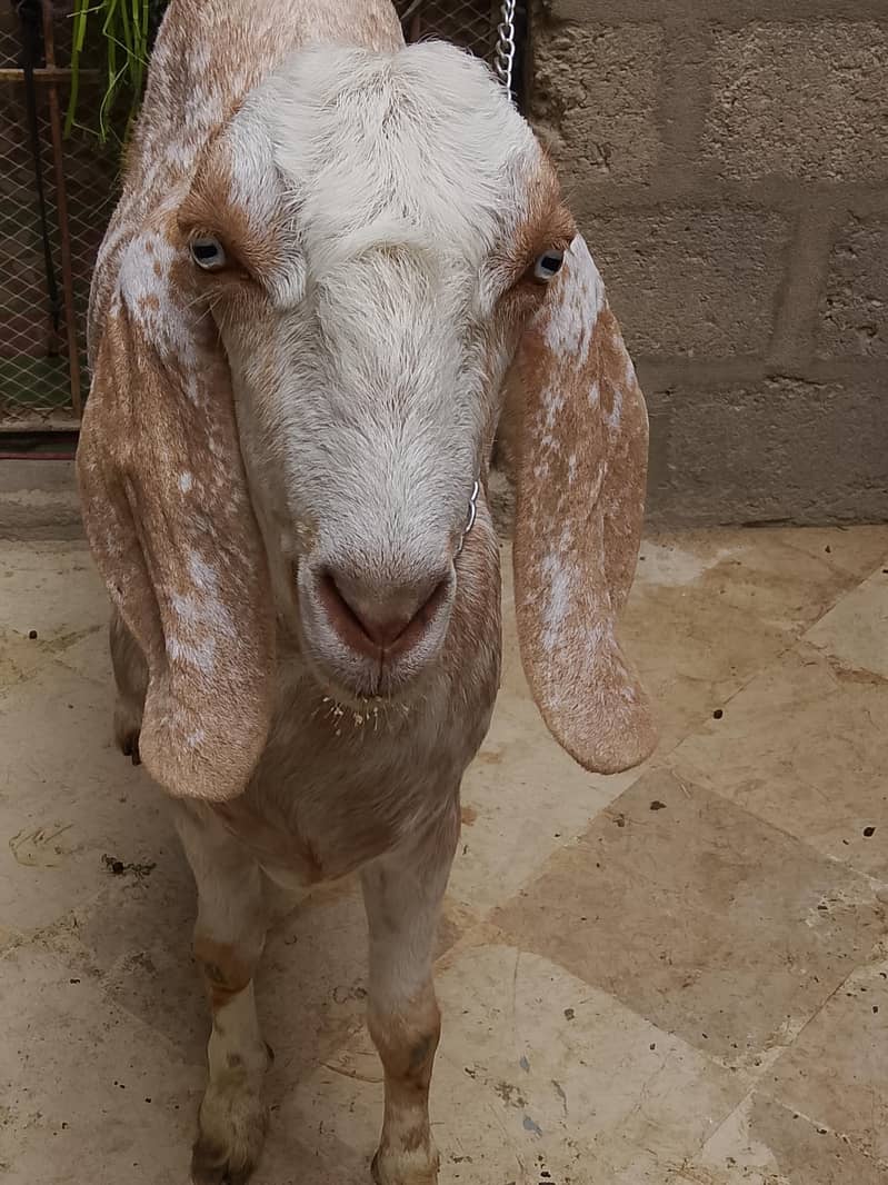 Bakra 4 dant 0