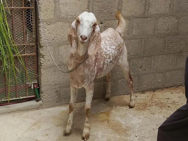 Bakra 4 dant — photo 2
