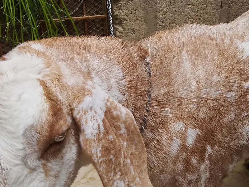 Bakra 4 dant — photo 3