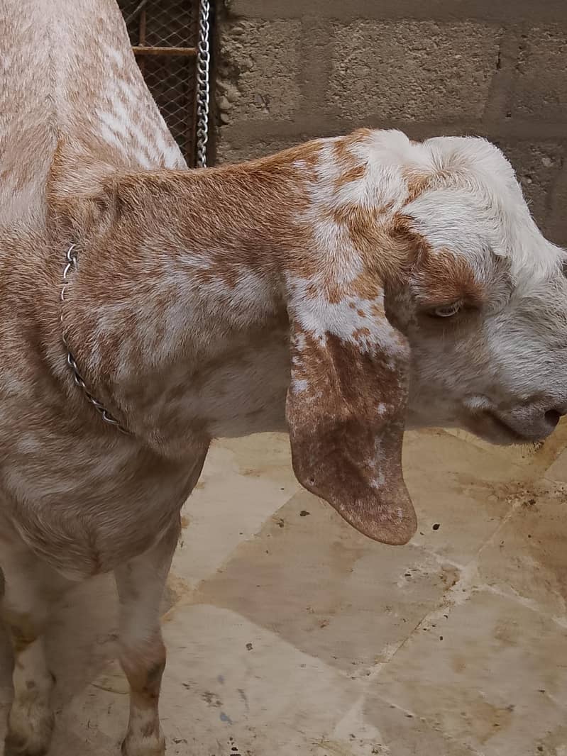 Bakra 4 dant 3