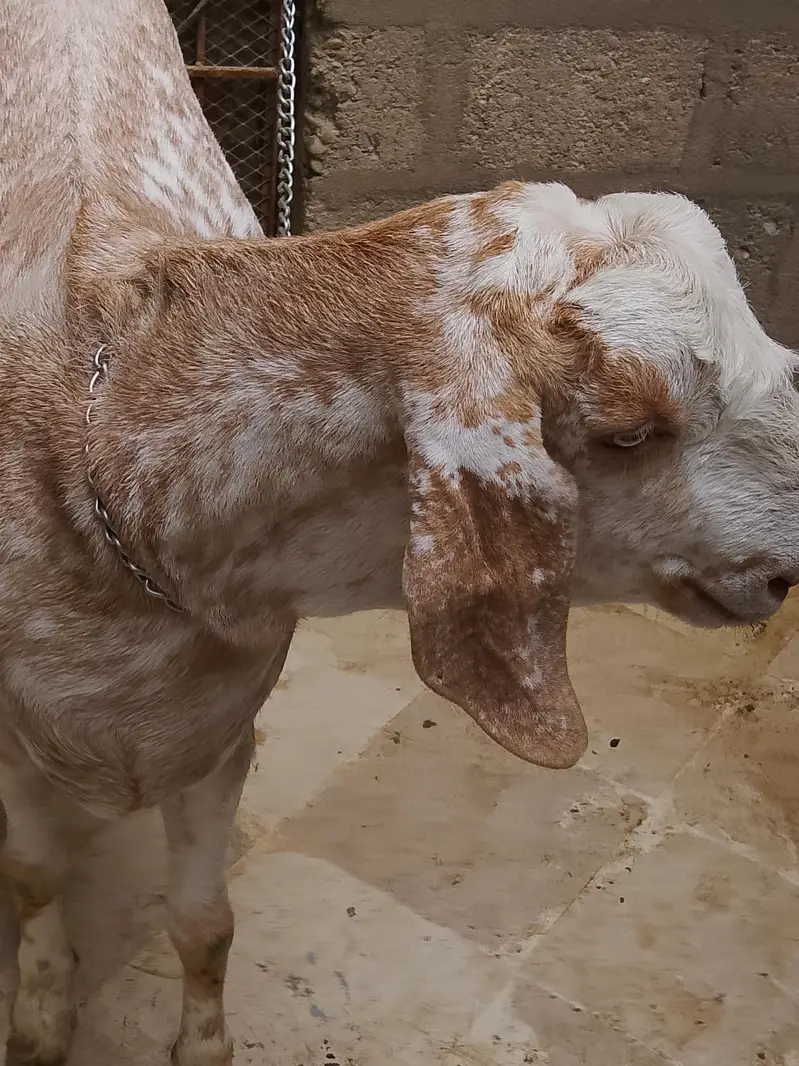 Bakra 4 dant — photo 4