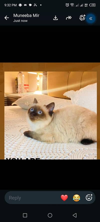 Himalayan fale cat