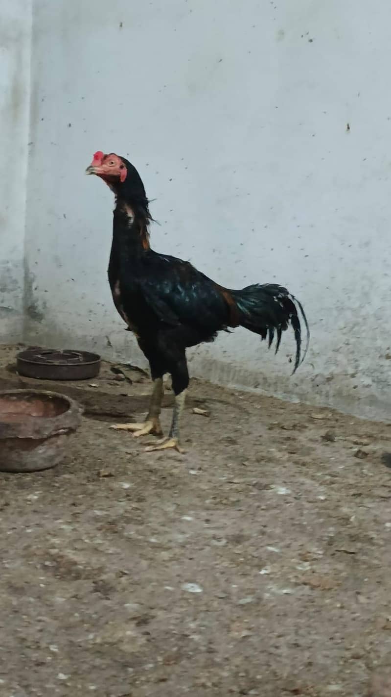 aseel 1