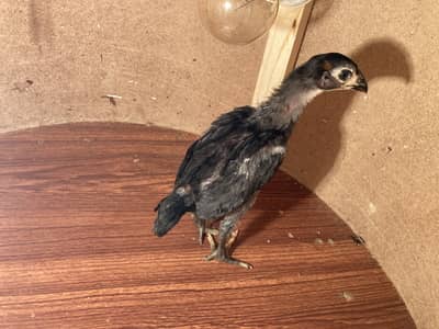  Fancy & Aseel Chicks for Sale