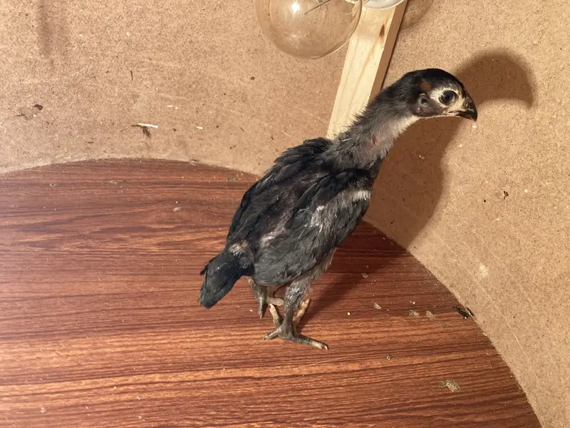 Fancy & Aseel Chicks for Sale — photo 2