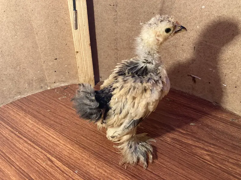 Fancy & Aseel Chicks for Sale — photo 3