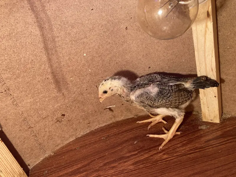 Fancy & Aseel Chicks for Sale — photo 4