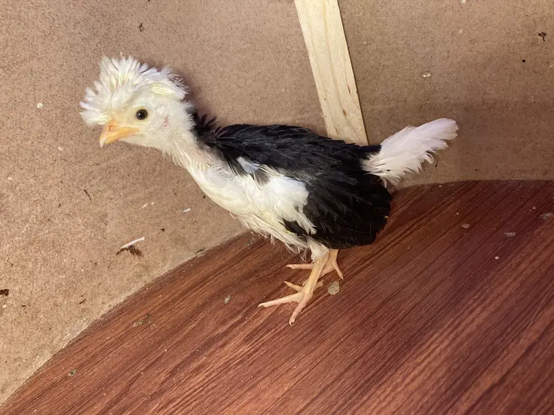 Fancy & Aseel Chicks for Sale