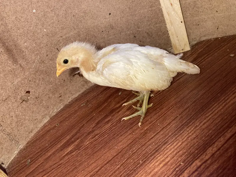 Fancy & Aseel Chicks for Sale — photo 5